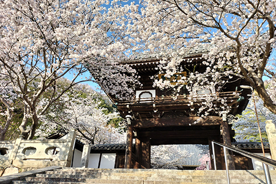 画像：照蓮寺