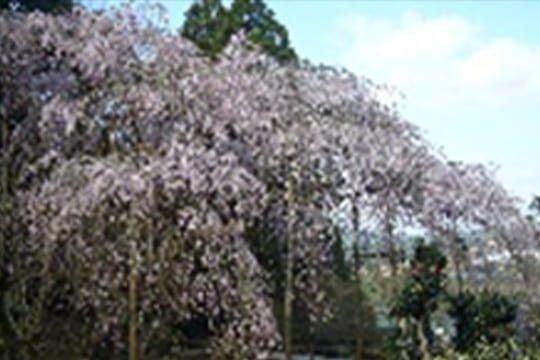画像：田ノ頭のしだれ桜