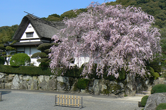 画像：柿右衛門窯のしだれ桜