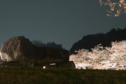 石舞台古墳と桜のライトアップ